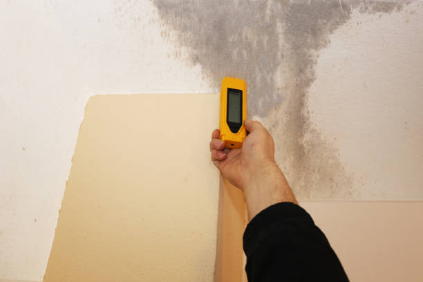 Best Black Mold Removal  in Coal Run Village, KY