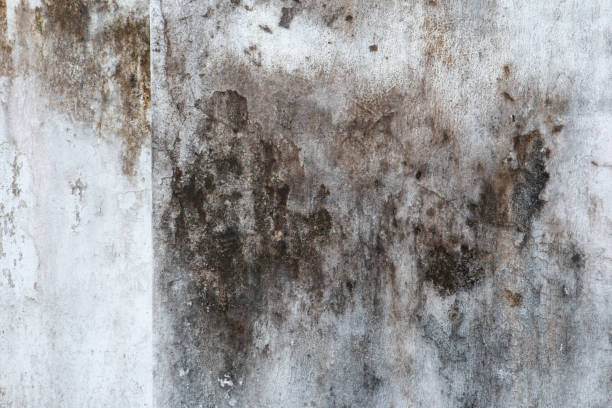 Best Commercial Mold Inspection  in Coal Run Village, KY