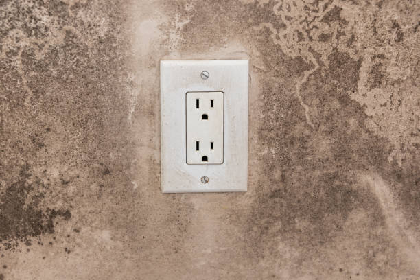 Best Basement Mold Removal  in Coal Run Village, KY