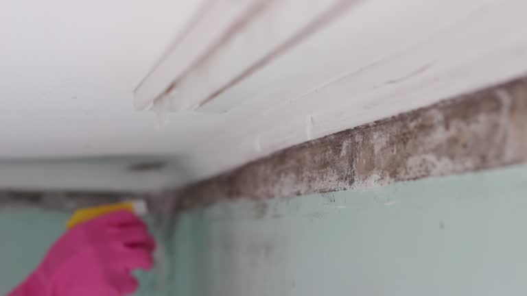 Best Asbestos and Lead Testing During Mold Inspection  in Coal Run Village, KY